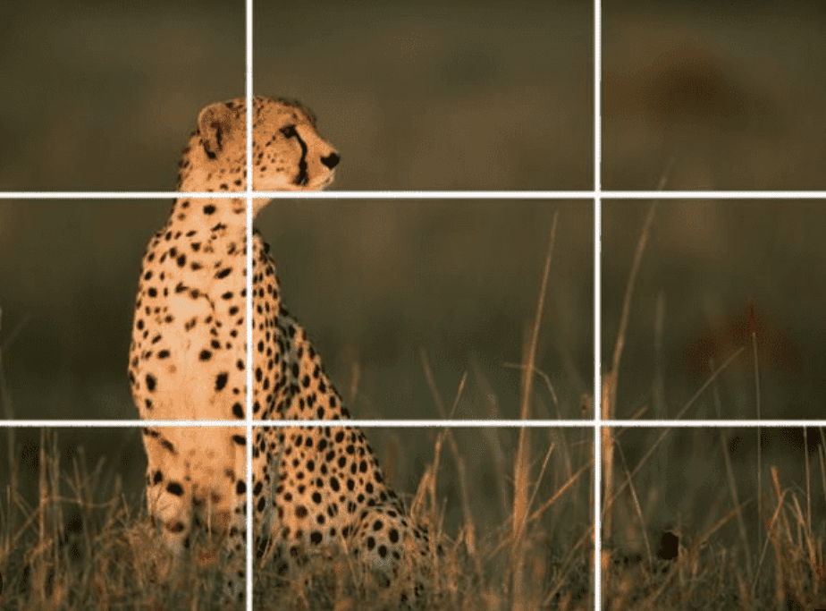 Cheetah sitting in a grassy field during sunset.