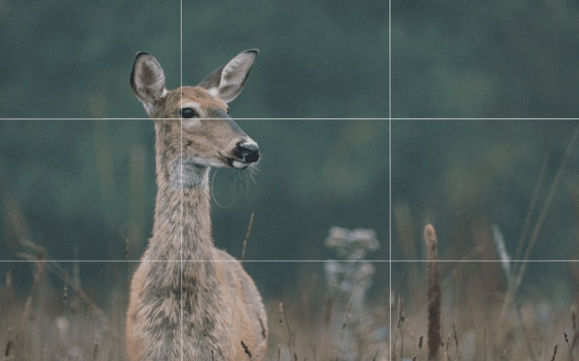 Mule deer fawn standing in a grassy field.