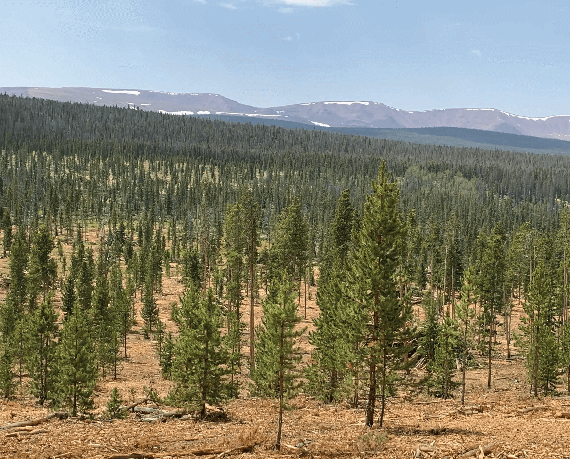 Clearcut area in a forest with young pine trees