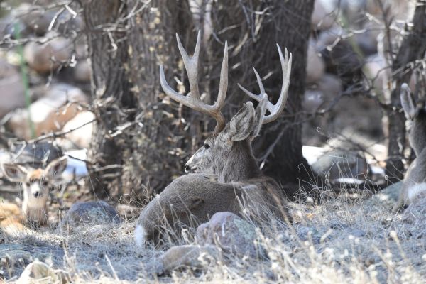 Mule deer buck resting under trees with another deer nearby.