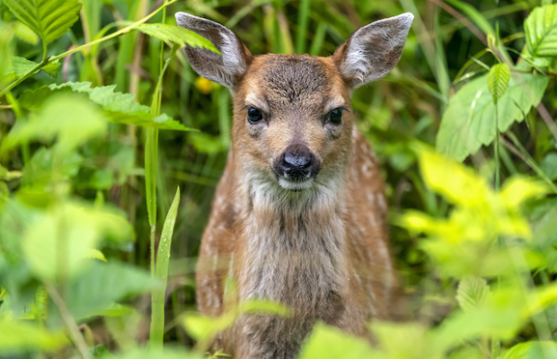 Mule deer fawn hidden in green shrubs