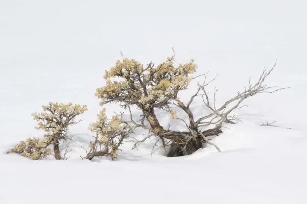 Sagebrush in a snowy winter landscape