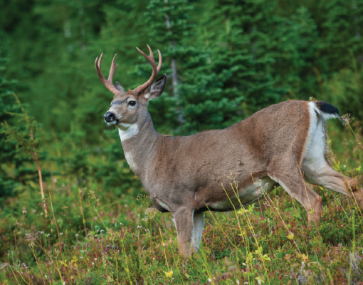 Black-tailed deer in the woods