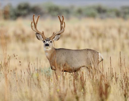 Mule deer buck standing in tall grass