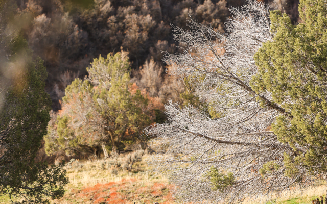 Hunters walking in a mountain meadow environment during autumn.