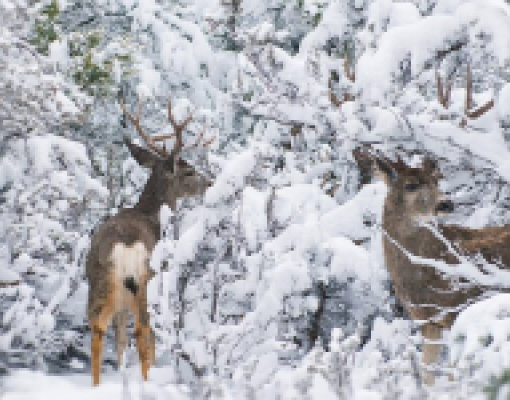 Two mule deer bucks in a snowy forest setting