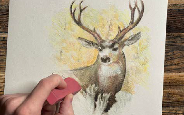 Image of a mule deer drawing that is being erased