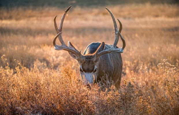 Mule deer buck grazing in a grassland at sunset