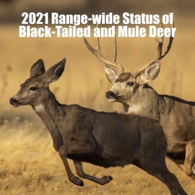 Mule deer buck and doe in a grassy field
