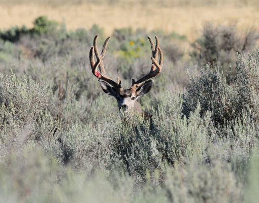 Mule deer buck standing in sagebrush habitat