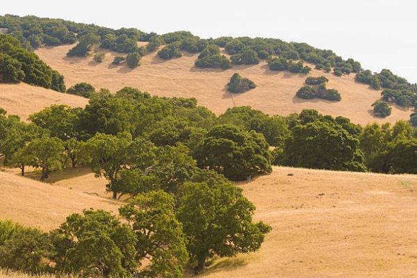 Sunlit hillside with oak trees in a dry landscape.