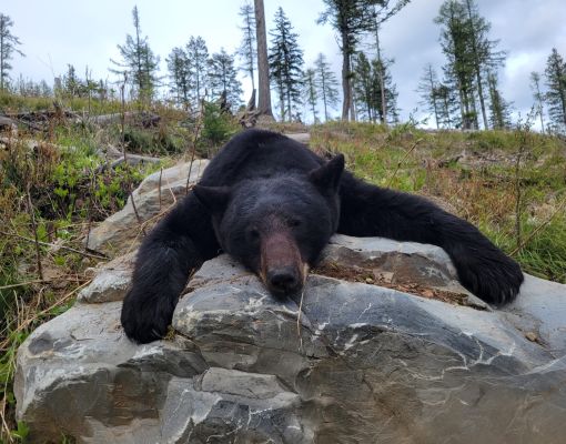 Black bear resting on a rock in a forested area.