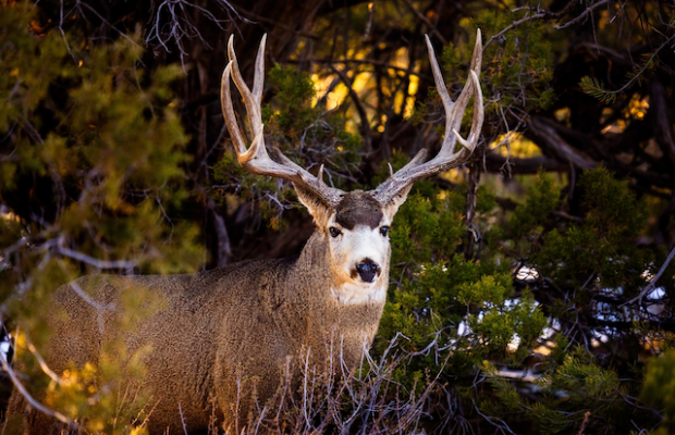 Mule deer buck standing among trees