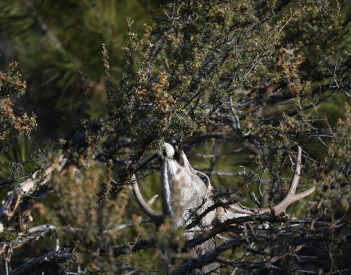 Mule deer buck reaching for foliage in dense brush.