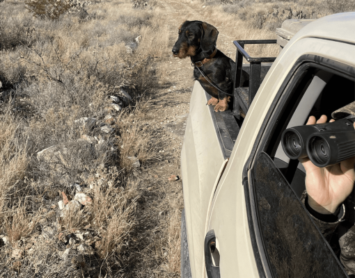 Hunting dog looking out from truck on a desert trail