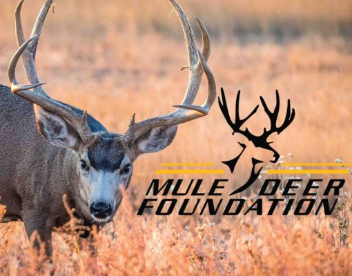 Mule deer buck in a grassy meadow