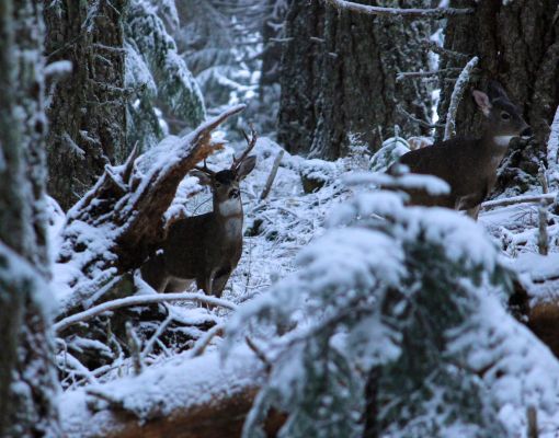 Mule deer fawns in a snowy forest setting.