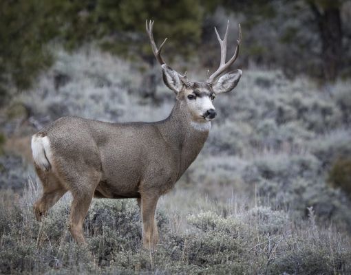 Mule deer buck in sagebrush habitat