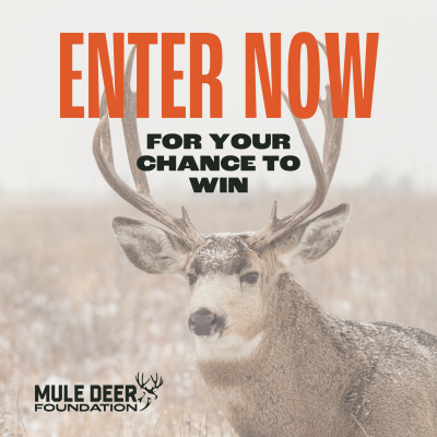 Mule deer buck in winter setting with snowflakes