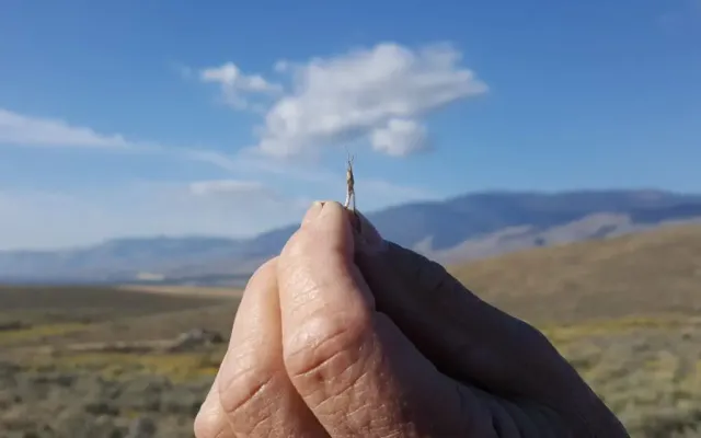 Hand holding a small insect with mountain backdrop.