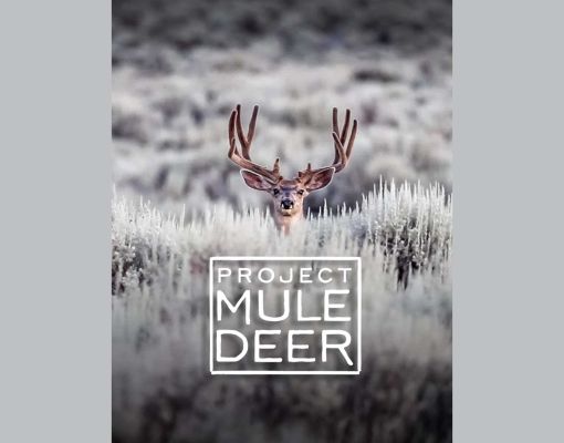 Mule deer buck standing in sagebrush landscape.