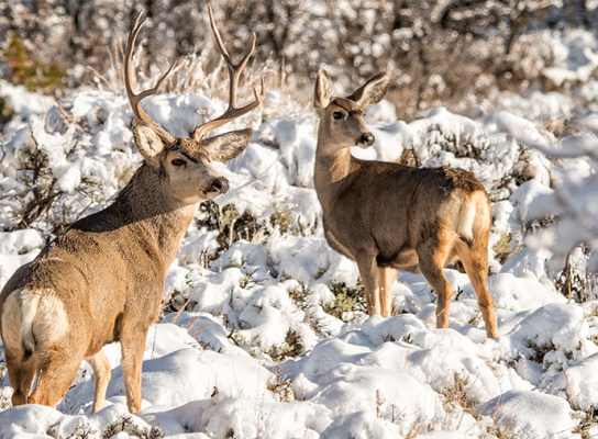 Mule deer buck and doe in a snowy landscape