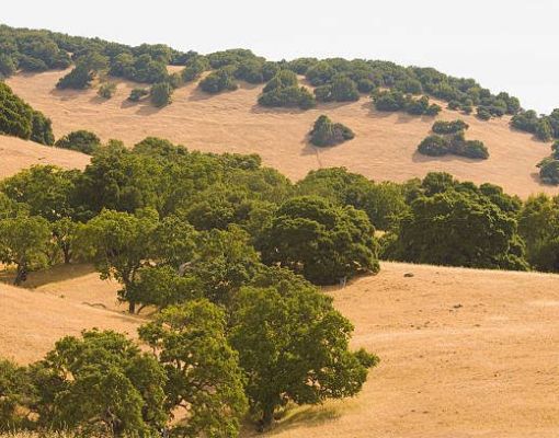 Sunlit hillside with oak trees in a dry landscape.
