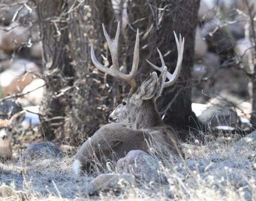 Mule deer buck resting in a natural setting