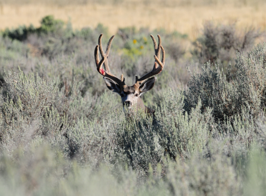 Mule deer buck standing in sagebrush habitat