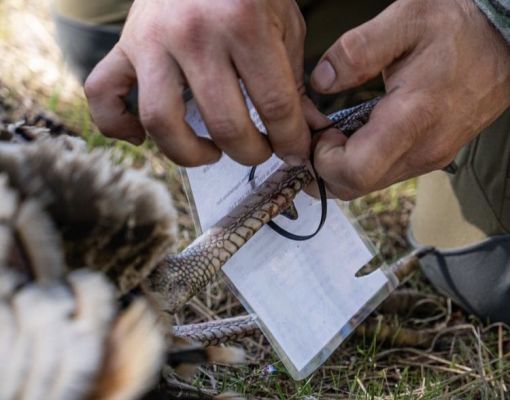 Wildlife researcher collecting data on feathers in the field.