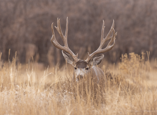 Mule deer buck in a grassy field