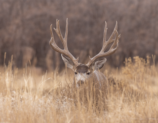 Mule deer buck in a grassy field