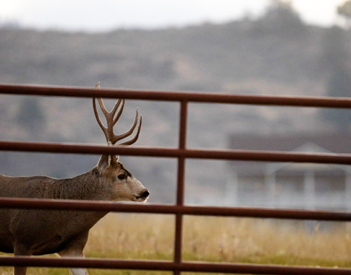 Mule deer buck walking near a fence in a meadow setting.