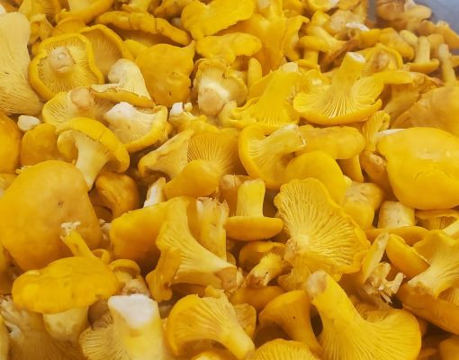 Freshly harvested chanterelle mushrooms in a bowl.